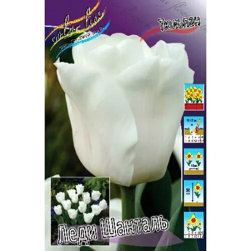 Tulip "Lady Chantal" - White Tulip Flower Bulbs - YouTube