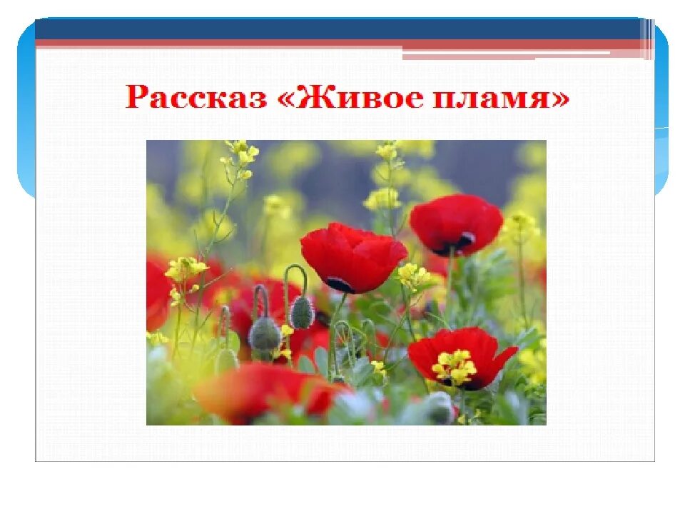 Нарисовать иллюстрацию к рассказу Носова живое пламя. Носов живое пламя. Рисунок к рассказу живое пламя. Рисунок к рассказу живое пламя Носова. Живое пламя конспект урока