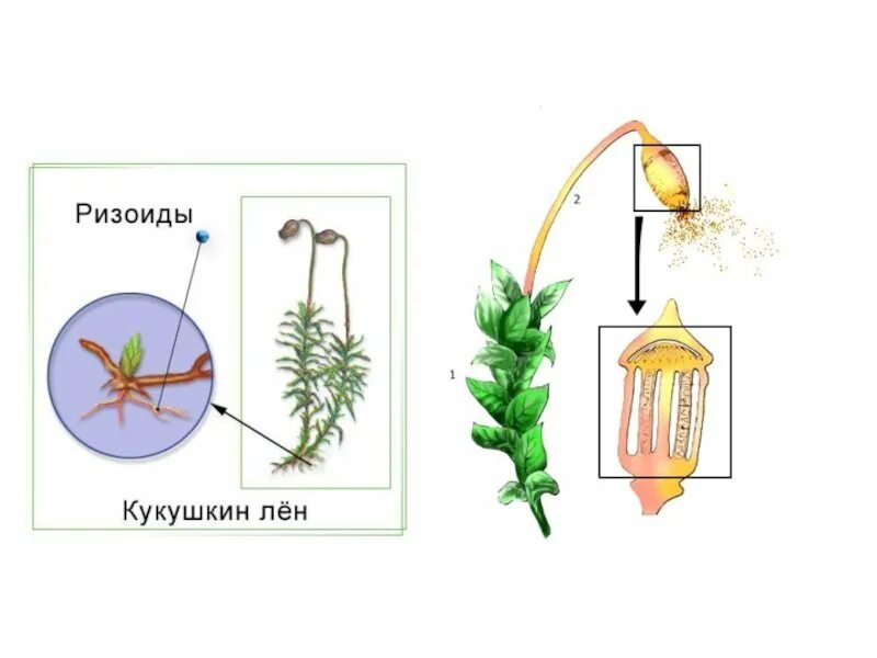 Кукушкин лен строение. Кукушкин лен строение коробочки. Строение листьев кукушкиного льна. Клеточное строение Кукушкина льна. Кукушкин лен группа организмов