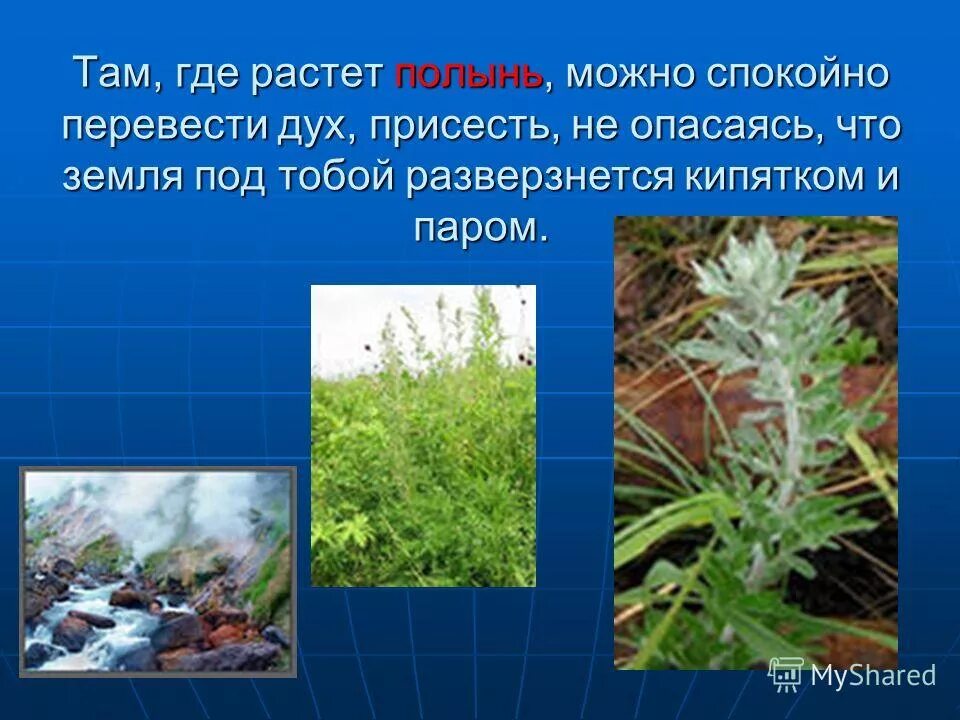полынь рутолистная. полынь двудомная. полынь чернобыльник. полынь чернобыльник. полынь canescens.