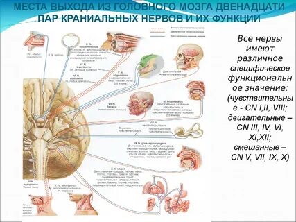 Сколько пар нервов отходит от головного мозга