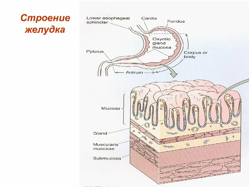 Оболочки стенки желудка анатомия. Схема строения стенки желудка. Схематическое строение стенки желудка. Строение ткани желудка. Слизистая оболочка состоит из слоев