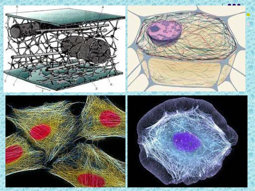 Цитоскелет на рисунке клетки. Цитоскелет клетки микрофотография. Цитоскелет клетки биология. Цитоскелет под микроскопом. Микротрубочка цитоскелет.