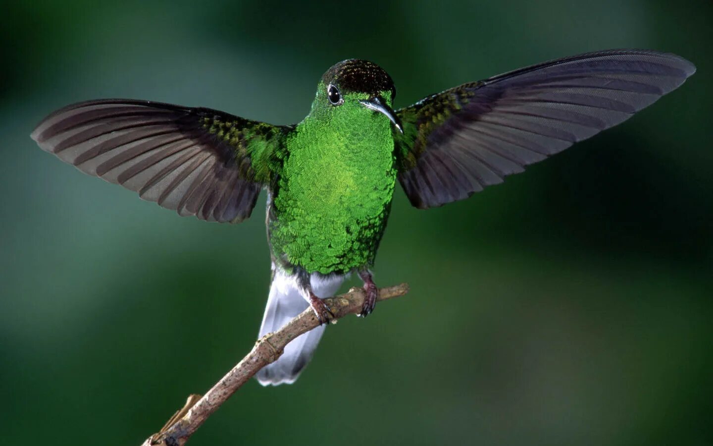 Черно зеленая птичка. Зеленая птица. Птица зелёного цвета. Птица с зеленой грудкой. Маленькие зеленые птички.