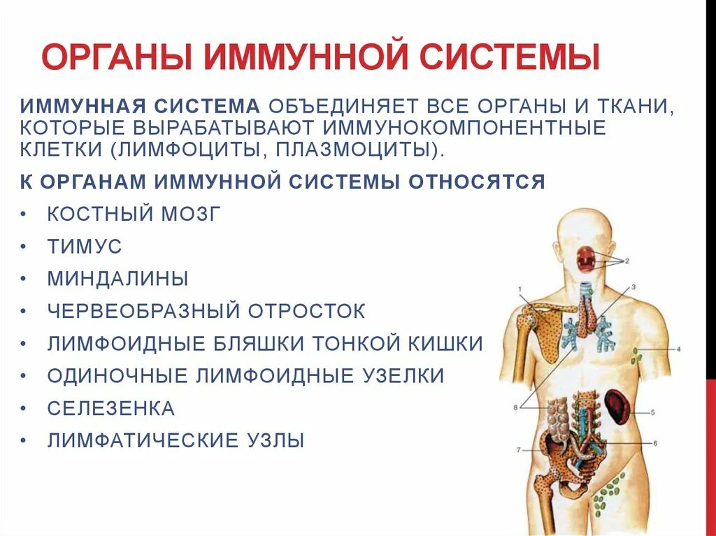 Сколько вырабатывает организм. К периферическим органам иммунной систему относят кровь. Системы органов человека таблица иммунная система. К каким органам иммунной системы относится кровь. Схема иммунной системы организма человека.