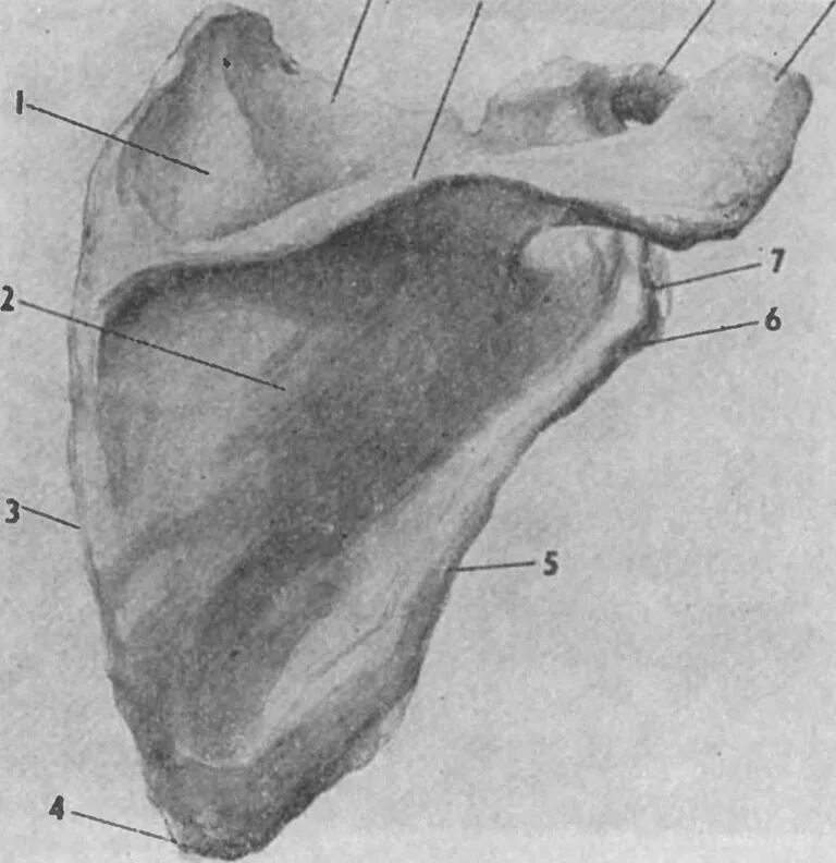 Лопатка анатомия Синельников. Лопатка анатомия реберная поверхность. Надостный бугорок лопатки. Лопатка кость строение.