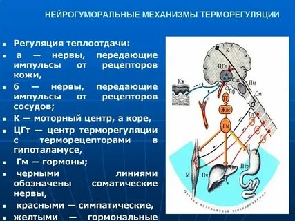 Раскройте механизм обеспечивающие постоянство