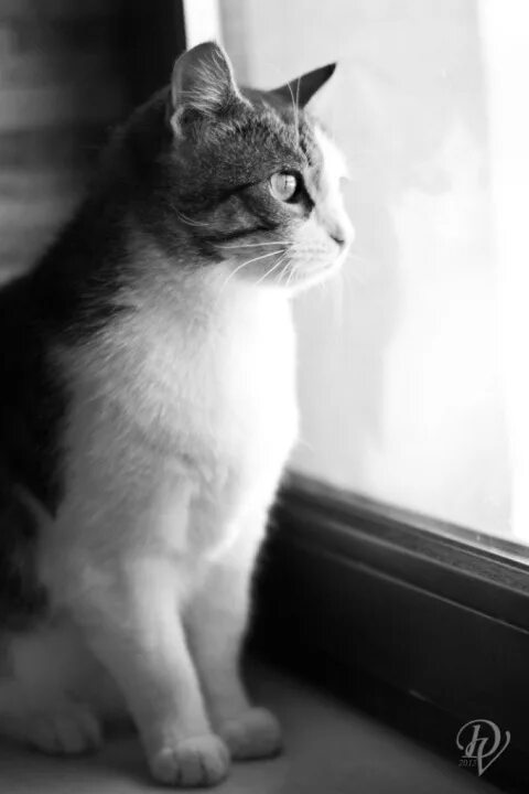 Посвящается кошке лизе картинки. Звоню по кошке.