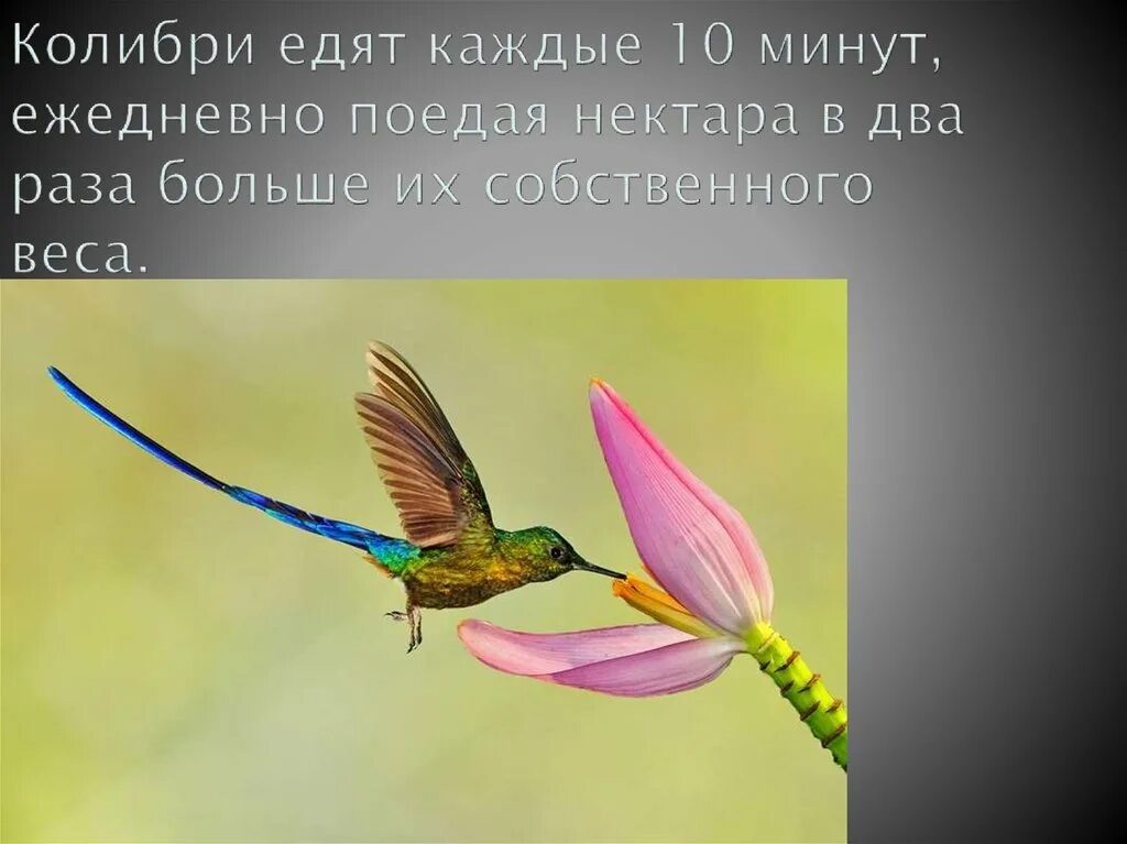 Факты о колибри. Интересные факты о Колибри. Колибри птица интересные факты. Колибри презентация. Слайд Колибри.