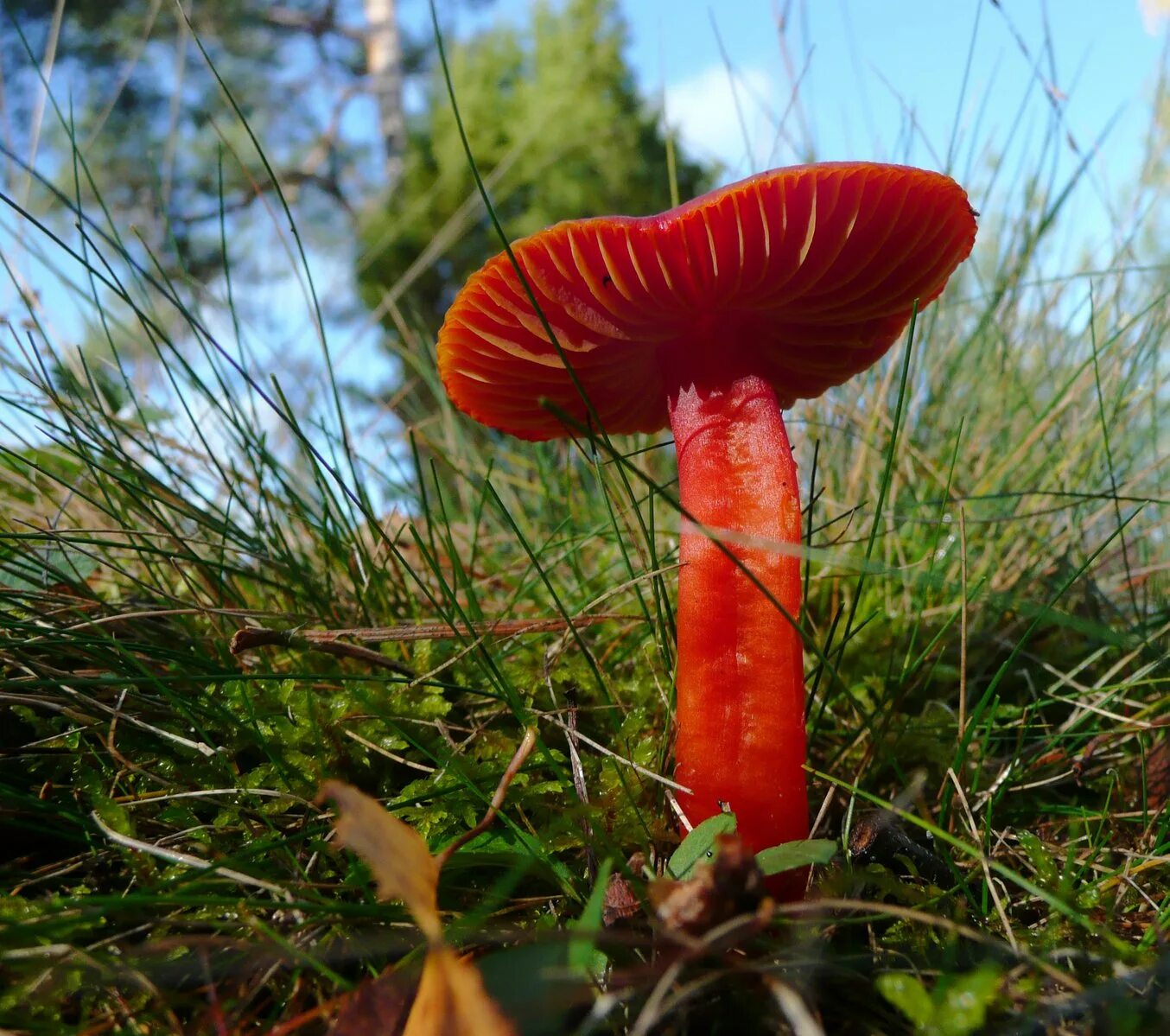 Sarcoscypha coccinea. Russula sanguinea. Болетеллус гриб. Цистодерма красная гриб. Гриб моховик красный съедобный.