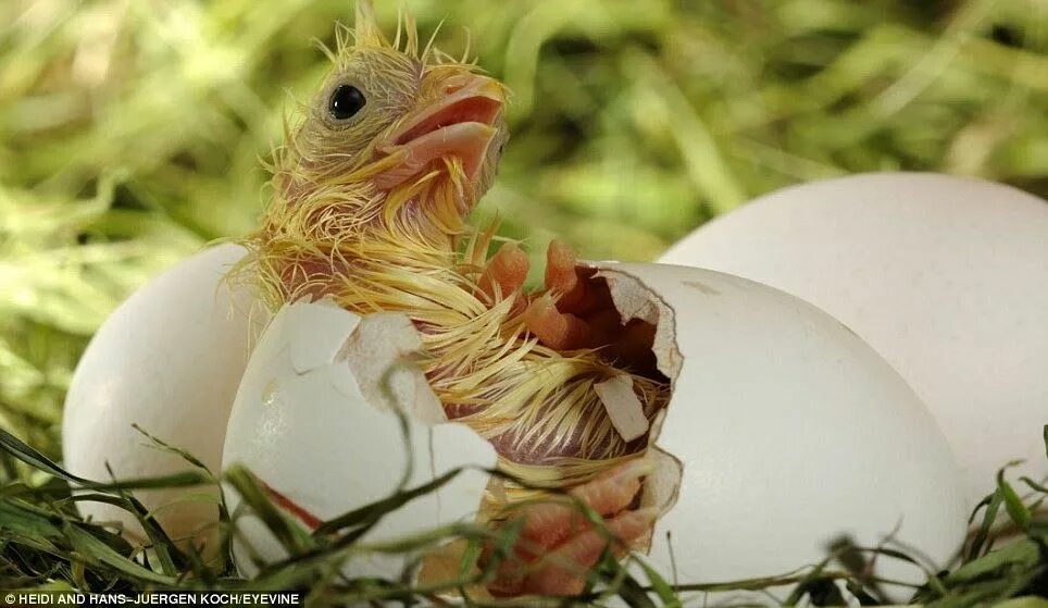 Утёнок утёнок вылупляется из яйца. Вылупление цыпленка из яйца. Птенчик вылупляется из яйца. Цыпленок вылупляется.