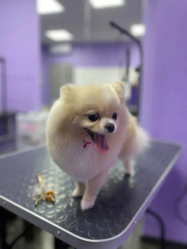 пушистый рай чита. пушистый рай 2024. пушистый рай 2024. пушистый рай 2024. акитсу мидори пушистый рай.