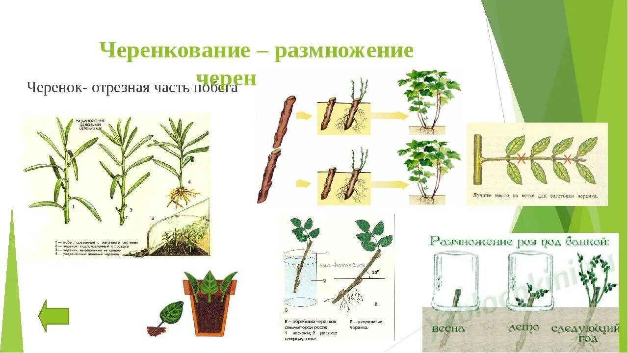 Что делать размножаться. Метод размножения черенкование. Отводки вегетативное размножение. Схема черенкования комнатных растений. Способы вегетативного размножения розы.