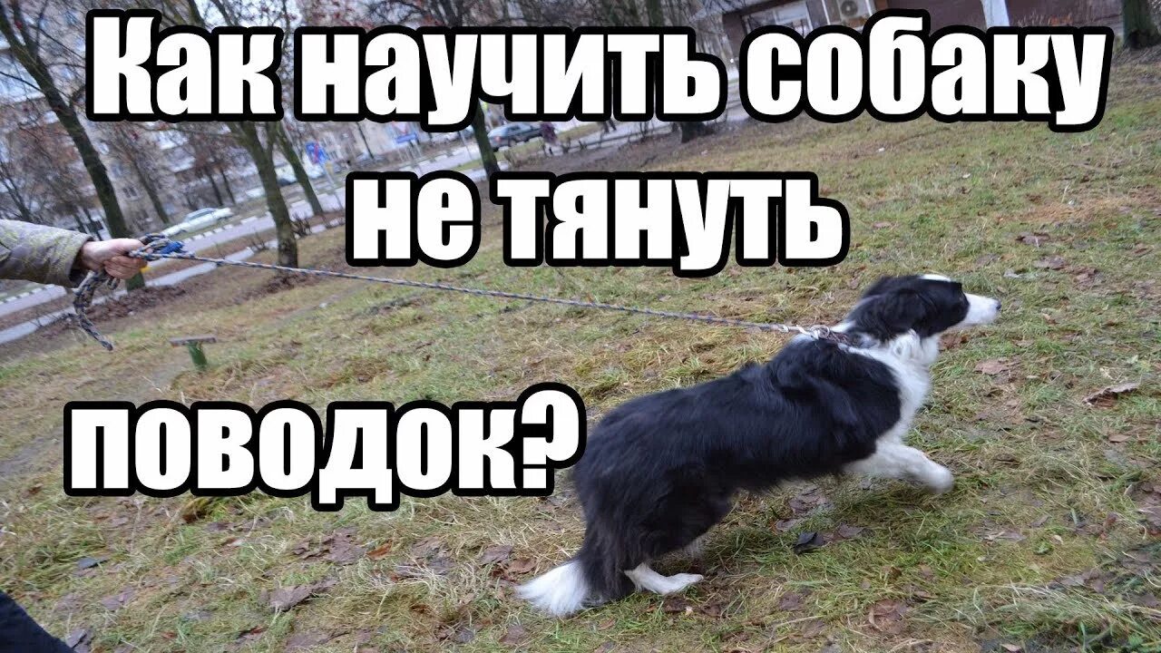Перетягивание каната. Учим собаку ходить на поводке. Собака тащит. Ошибки при дрессировке собак. Человек с собакой.