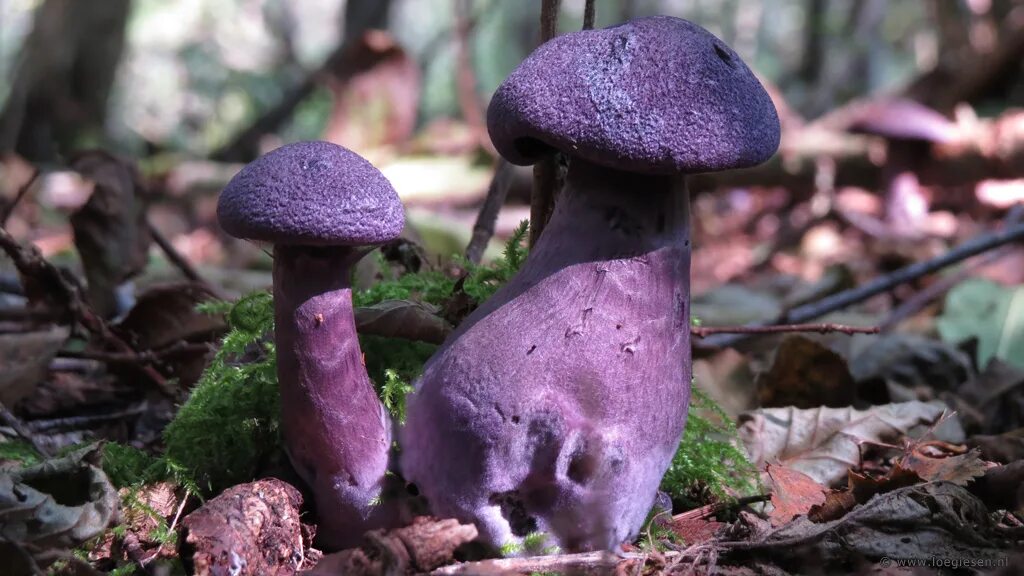 фиолетовый паутинник гриб из красной книги. паутинник фиолетовый красная книга. паутинник фиолетовый ядовитый. паутинник лиловый. паутинник фиолетовый съедобный.