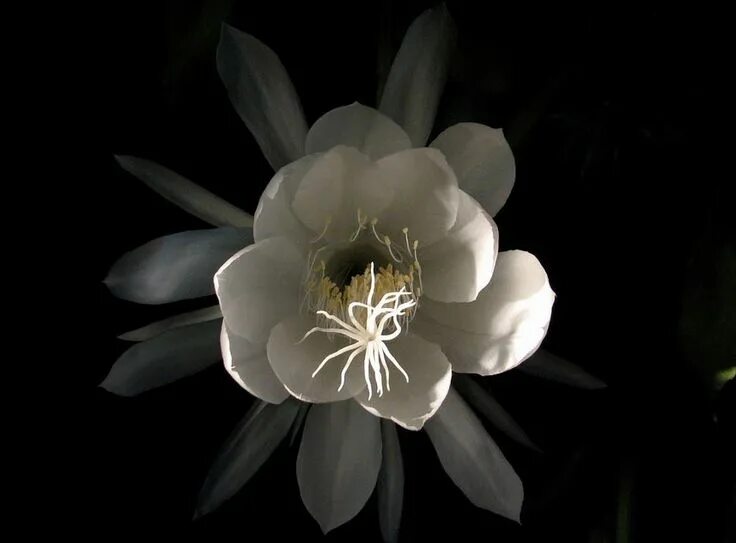 Кадупул (kadupul flower). Кадупул королева ночи. Кадупул (kadupul flower). Небесные наги. Кадупул королева ночи.