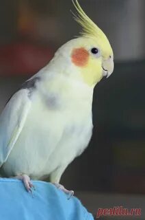 Корелла отзывы