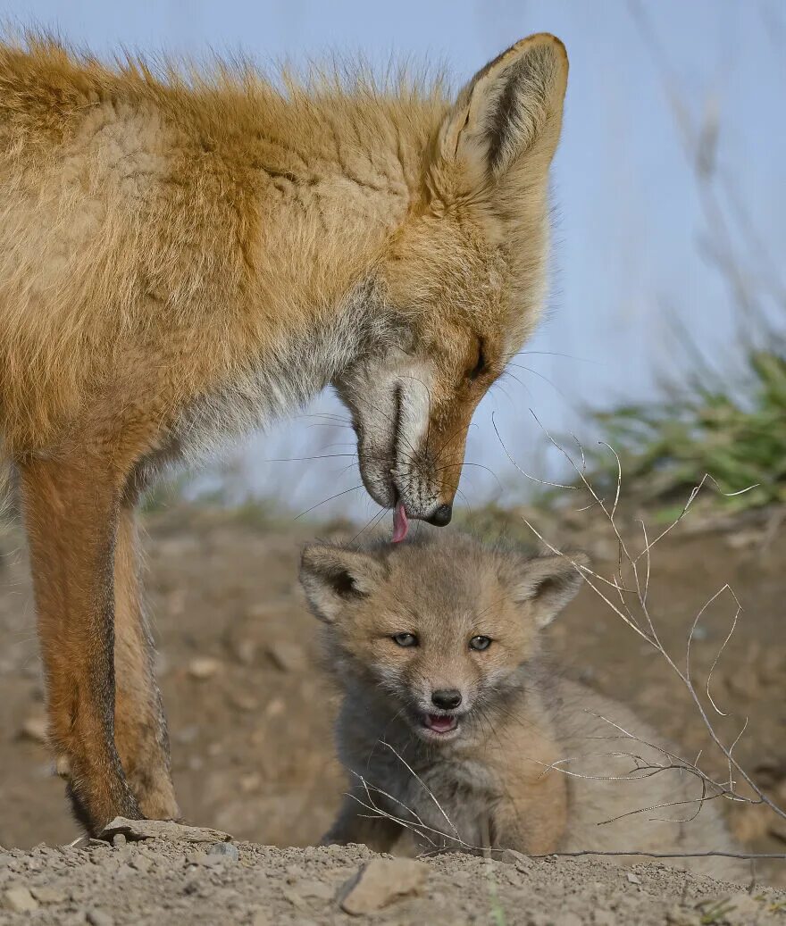 Den fox. Лисье Логово. Лисёнок. Семья Лис. Семейство Лисьих.