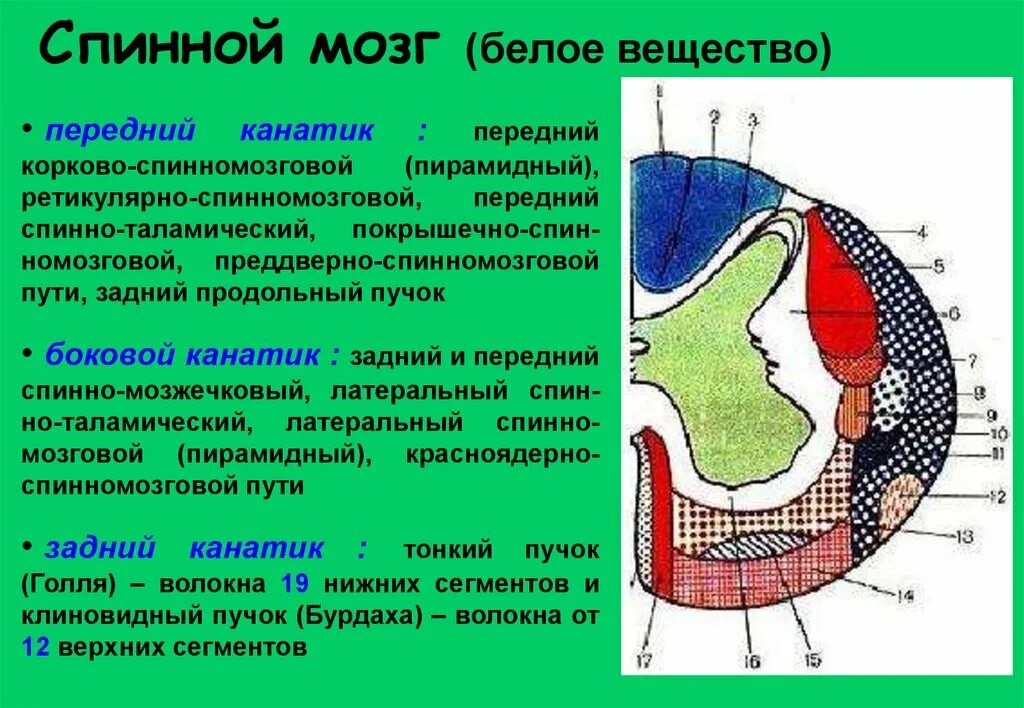 Задние канатики белого вещества спинного мозга. Канатики спинного мозга это. Канатики белого вещества спинного мозга. Канатики спинного мозга это. Передний канатик спинного мозга функции.