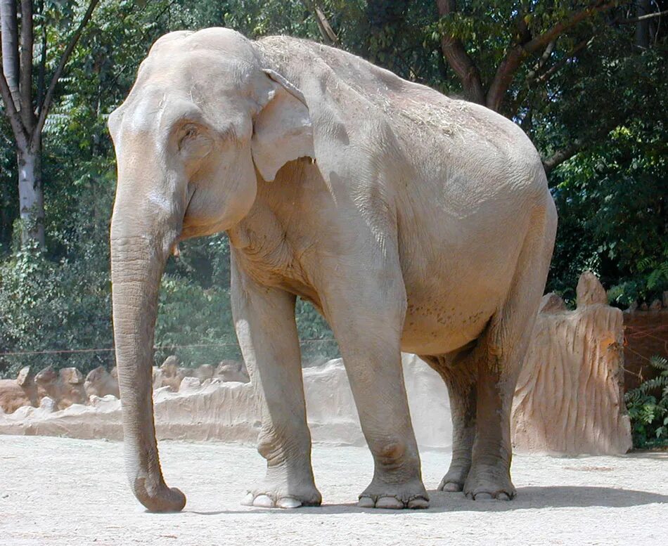 Слон альбинос. Белый слон Тайланд. Elephas Maximus — азиатский слон. Индийский слон альбинос. Белый слоник