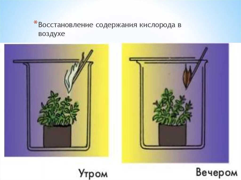 Опыт доказывающий дыхание растений. Опыты с растениями. Эксперименты с растениями. Опыты по фотосинтезу.