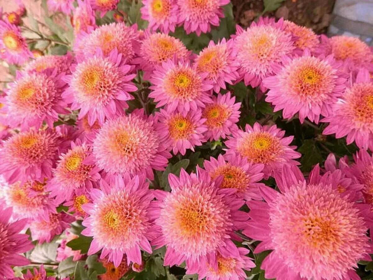 Хризантема фуджи. Характеристики сорта хризантем. Хризантема этна. Хризантема корейская скарлетт. Хризантема нордштерн.