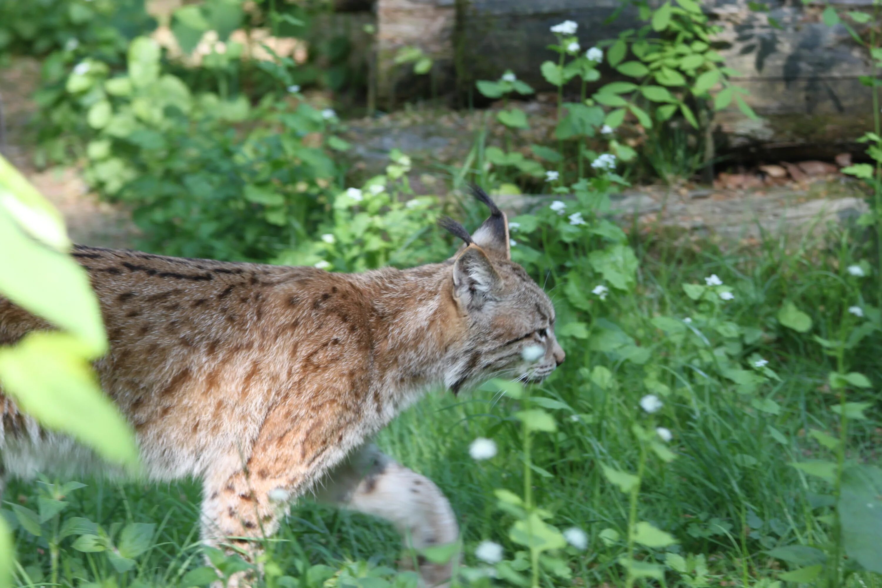 Туркестанская Рысь. Lynx Lynx isabellinus. Рысь обыкновенная Lynx Lynx Linnaeus, 1758. Ареал рыси.