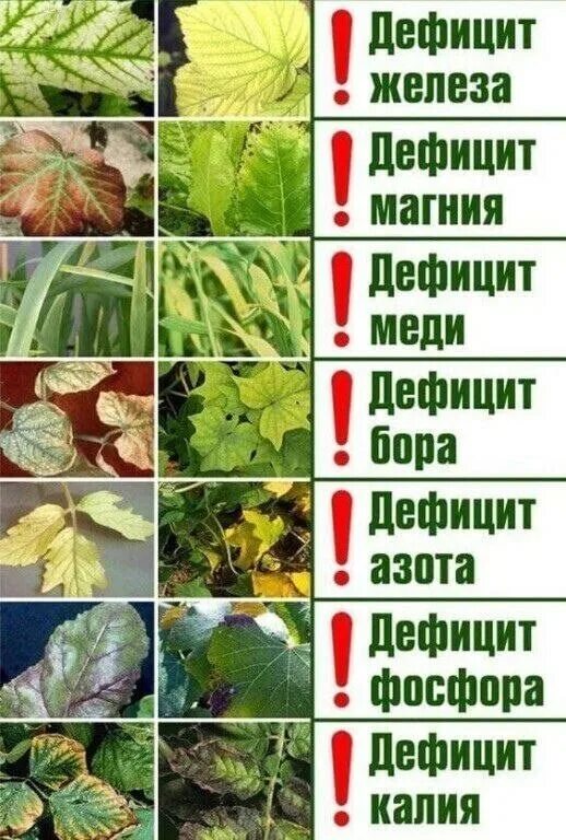 По листьям огурцов определить что им. Дефициты растений по листья. определить болезнь растения по листьям. определить по листьям чего не хватает. определить по листьям чего не хватает растению.