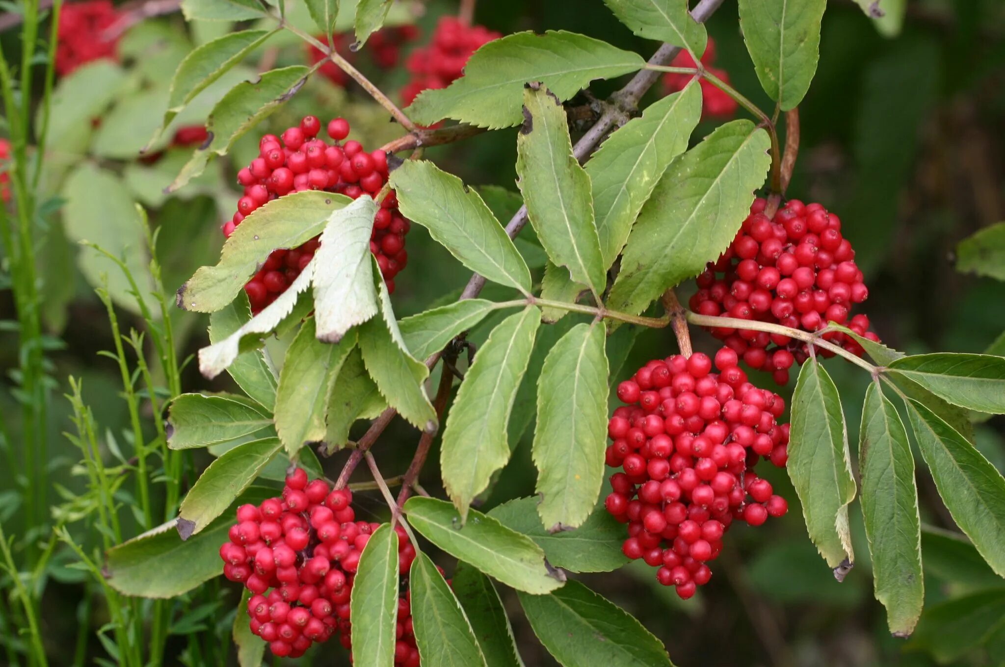 Бузина кистистая. Ягоды бузины красной. Бузина красная Sambucus. Бузина Лесная красная. Бузина съедобная