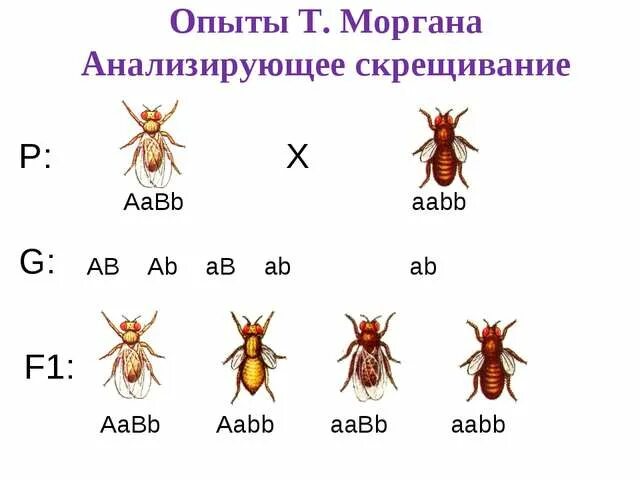 Опыты Томаса Моргана с дрозофилами. Дигибридное скрещивание дрозофил. Сцепленное наследование опыты Моргана.