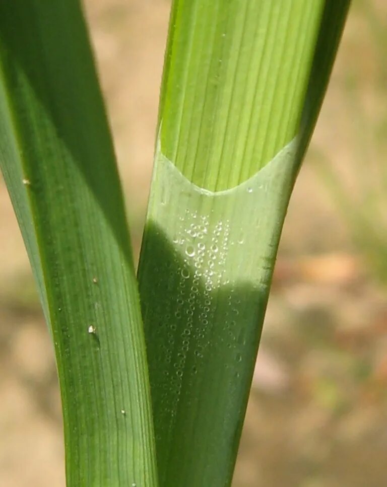 Название стебля злаков. Carex aquatilis. Стебель злака. Злаки стебель и листья. Темные пятна на стеблях злаков.