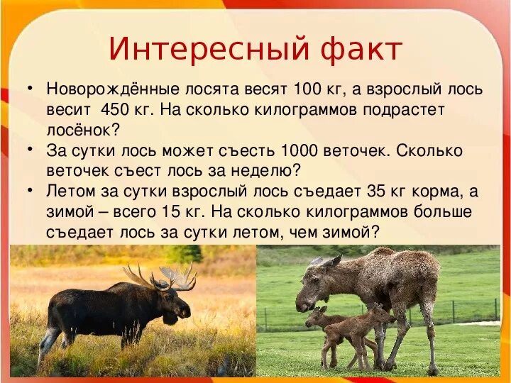 Что означает лось. Сколько весит Лось. Вес лося взрослого в среднем. Сколько весит лосиха. Средний вес лося взрослого.