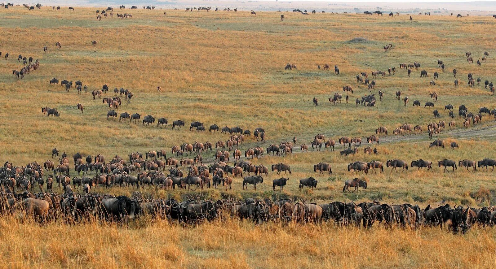Миграция рыб активные и пассивные. Миграция животных презентация. Горизонтальные миграции. Миграция животных. Горизонтальные миграции.
