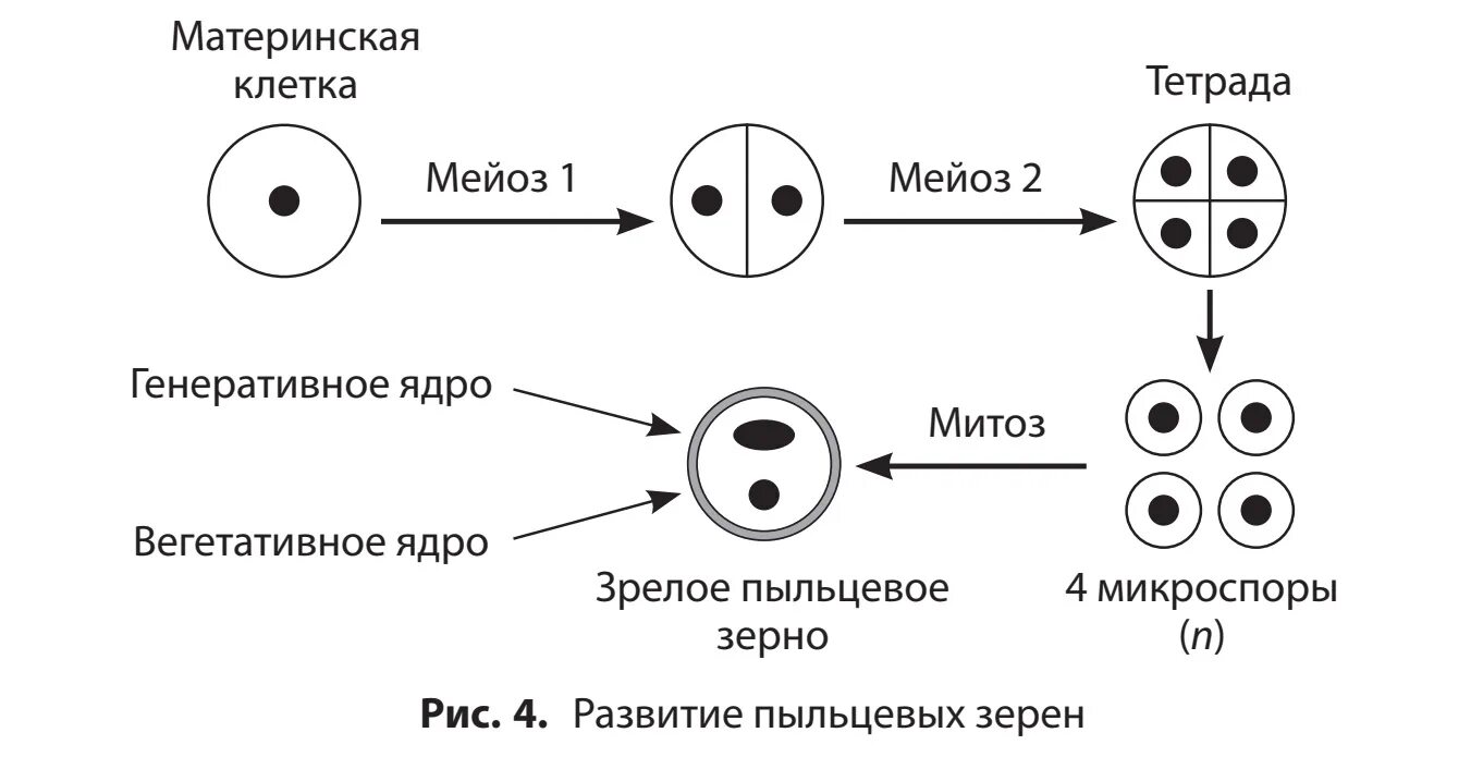 Схема развития мужского гаметофита у цветковых растений. Гаметогенез у цветковых растений схема. Схема образования и развития пыльцевого зерна. Схема развития женского гаметофита у цветковых растений. Макроспора образуется в результате