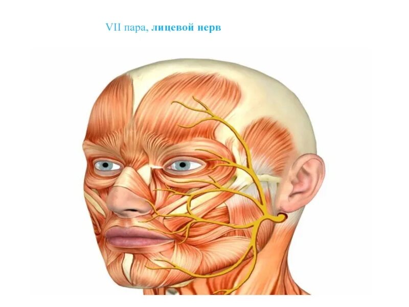 Лицевой нерв. Лицевой нерв (VII). 7 Пара лицевой нерв. Нервы лицевой области