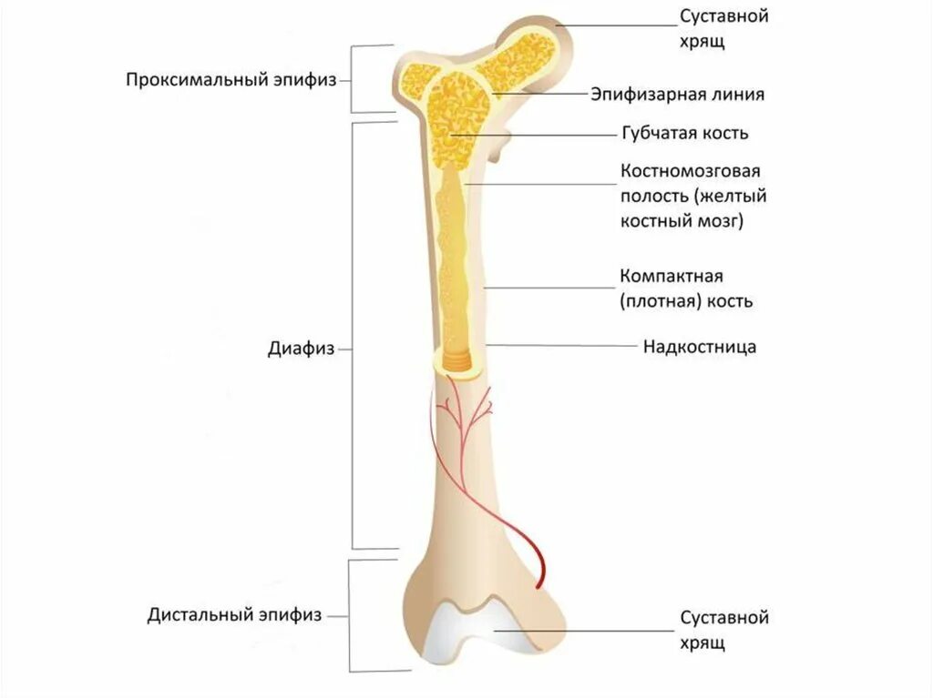 Строение диафиза бедренной кости. Анатомия бедренной кости эпифиз диафиз. Строение трубчатой бедренной кости. Строение эпифиза большеберцовой кости. Части трубчатой кости