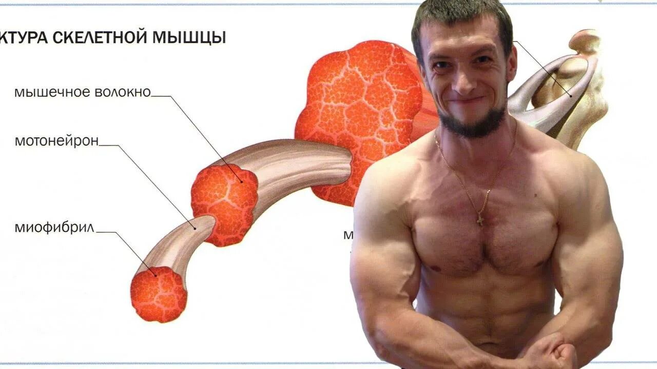 Что происходит с мышцами во время