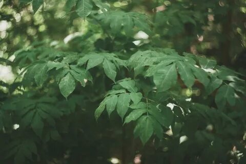 Ботаника тюмень