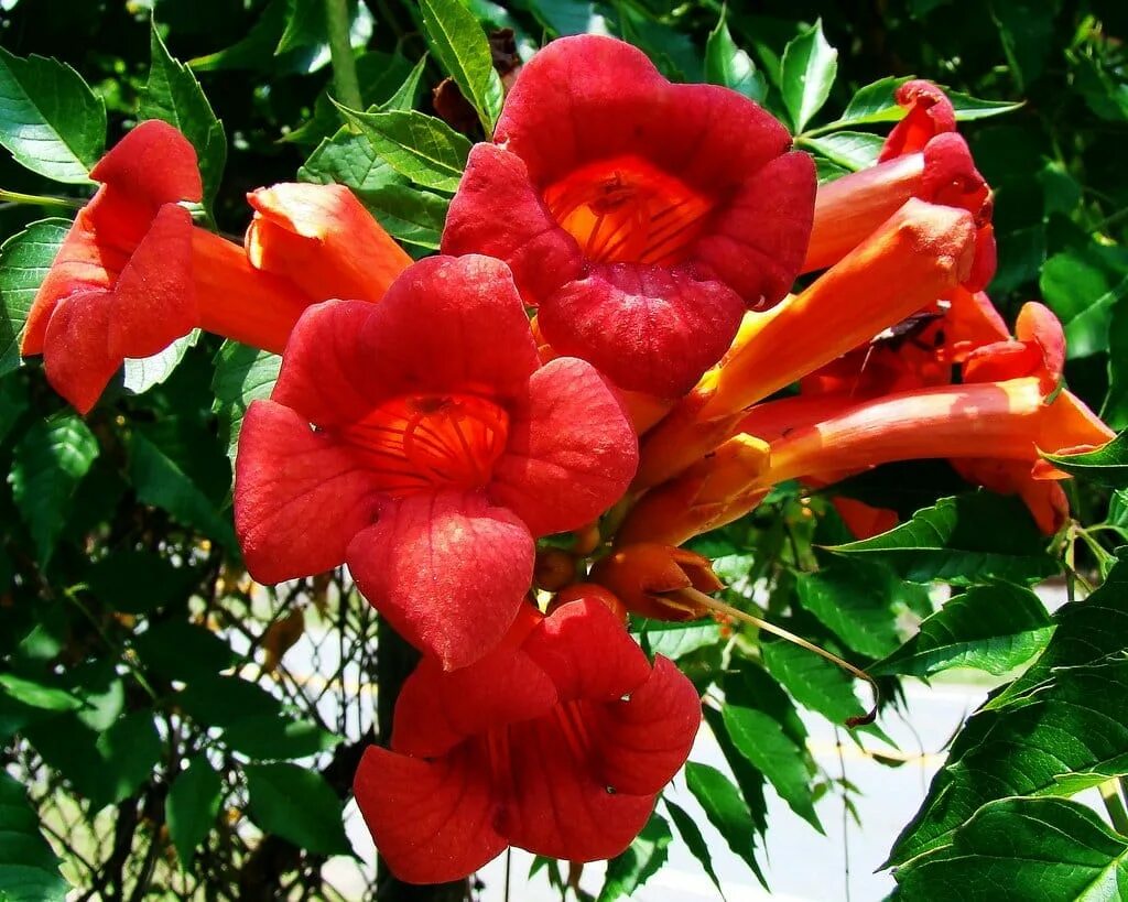 Стрелиция хвостатая. Calliandra haematocephala. Южные цветы фото и названия. Экзотические цветы. Протея кинг.