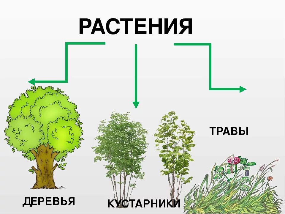 Какие группы деревьев