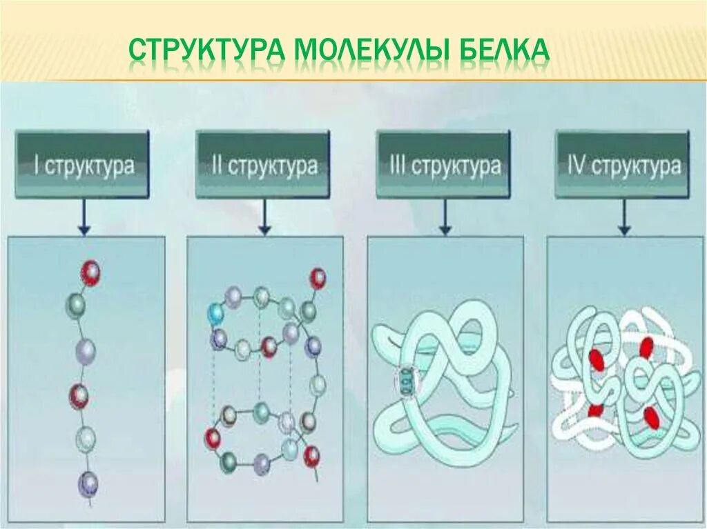 Построение молекулы белка