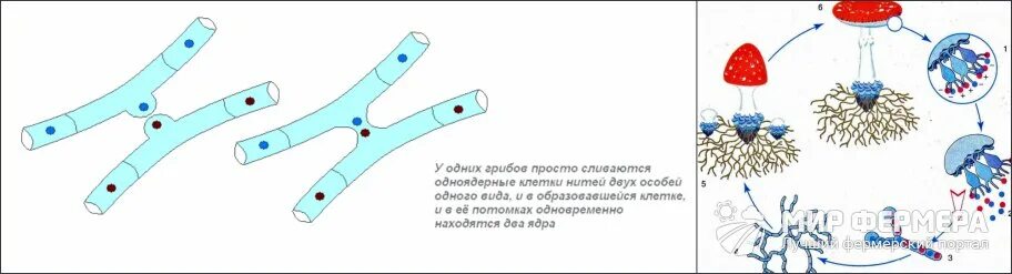 Половое и бесполое размножение грибов. Половой метод размножения грибов. Схема размножения одноклеточных грибов. Половое размножение грибов грибницы. Вегетативные споры грибов