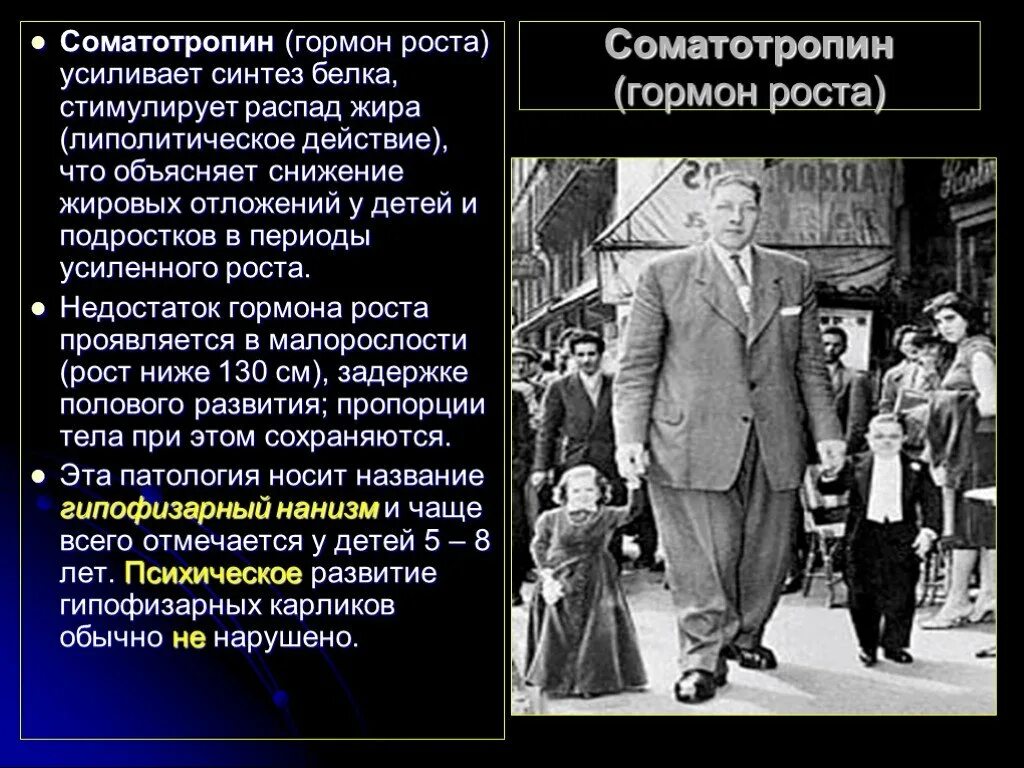 Соматотропин человека. Соматотропин. Гормон роста. Гормон роста усиливает.