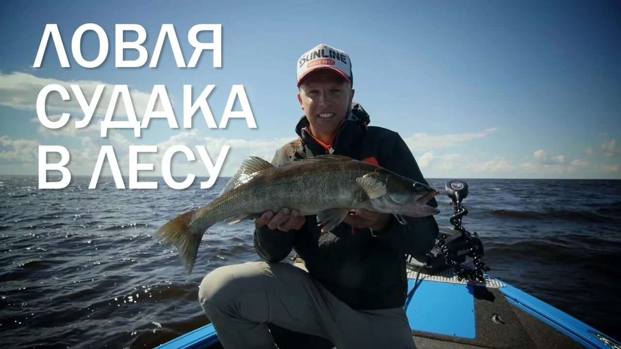 Запрет ловли судака на рыбинском водохранилище. Огромный судак на льду. Запрет ловли судака на рыбинском водохранилище. Трофейный судак. Запрет ловли судака на рыбинском водохранилище.