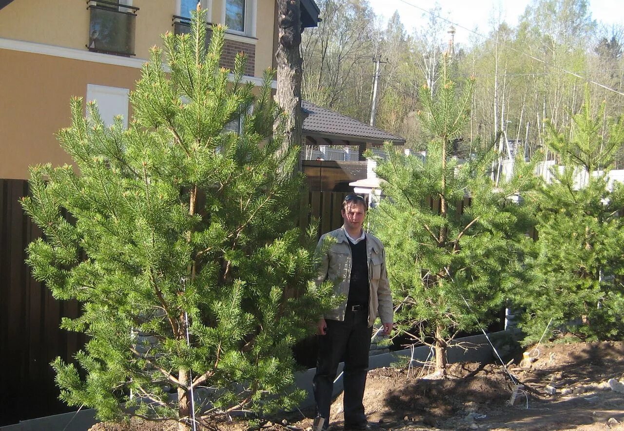 Кедр сибирский в ландшафтном дизайне. Сосна горная ватерери. Сосна пумилио ниваки. Сосна горная крупномер. Сосна обыкновенная крупномер.