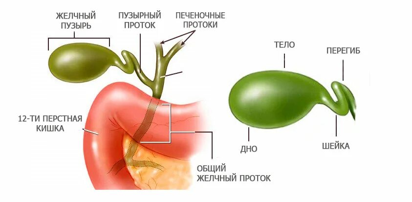 Гипотонический желчный пузырь