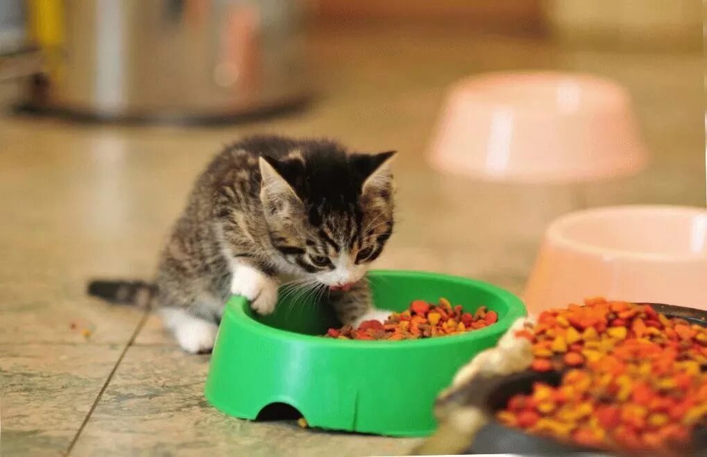 Как кормить котенка кормом. Котенок кушает. Питание котенка. Корм для кошек. Еда для маленьких котят.
