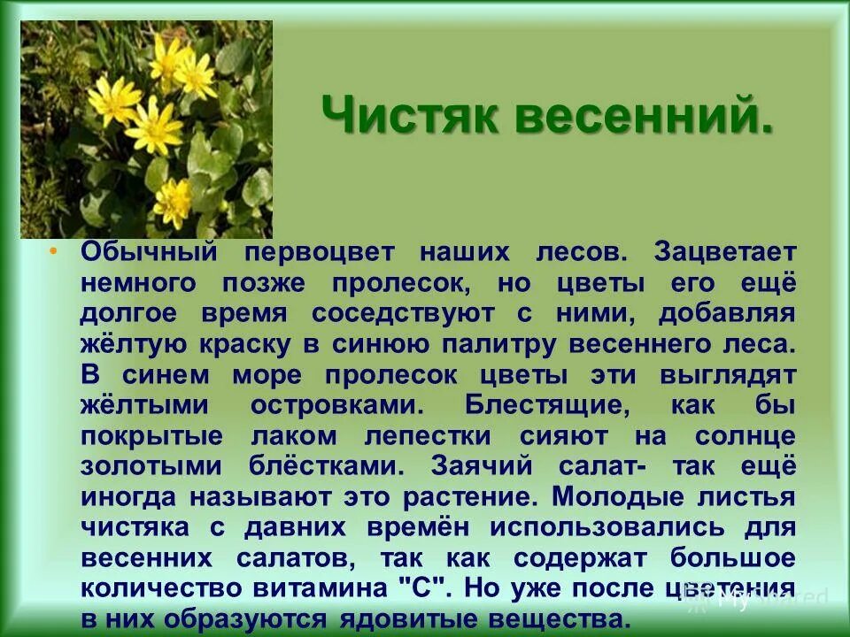 Окружающий мир 2 класс весеннее пробуждение. Растение Чистяк весенний. Чистяк первоцветы описание. Чистяк весенний, первоцвет весенний. Чистяк весенний описание.