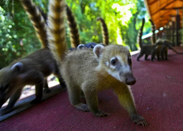 Животные аргентины фото an animal in zoo An animal in a Zoo / myLot