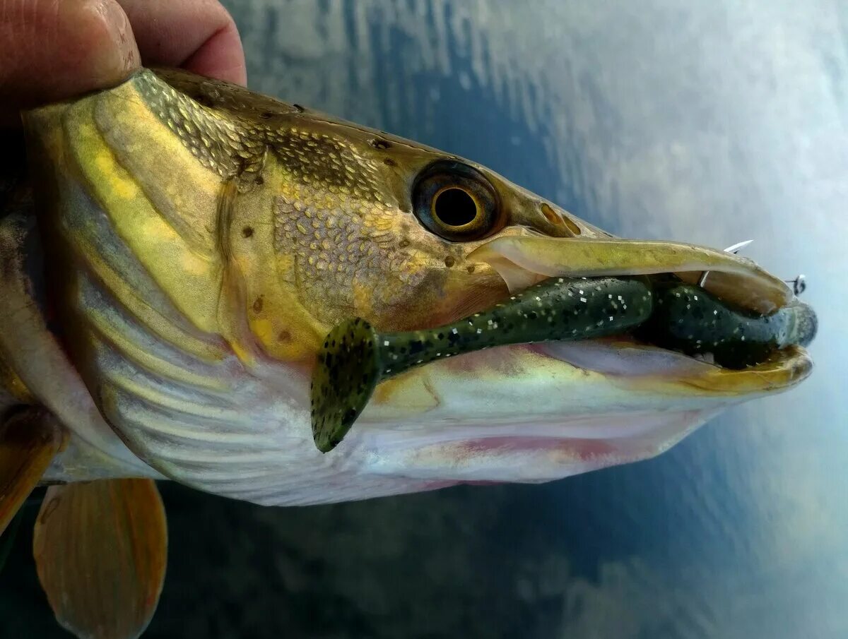 Балтийская щука. Малек щуки. Рыба щука. Почему щука дорогая. Почему щука дорогая.